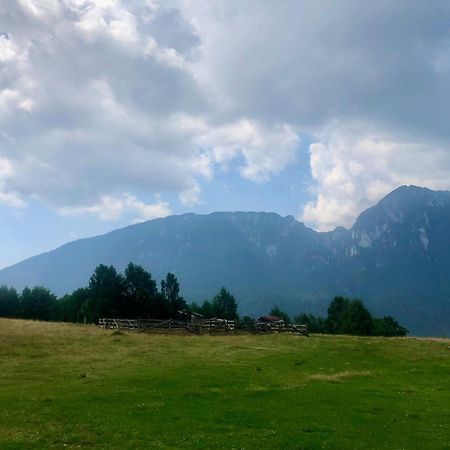 Pensiunea Poiana Viselor Poiana Mărului エクステリア 写真