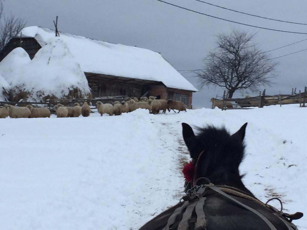 Pensiunea Poiana Viselor Poiana Mărului エクステリア 写真